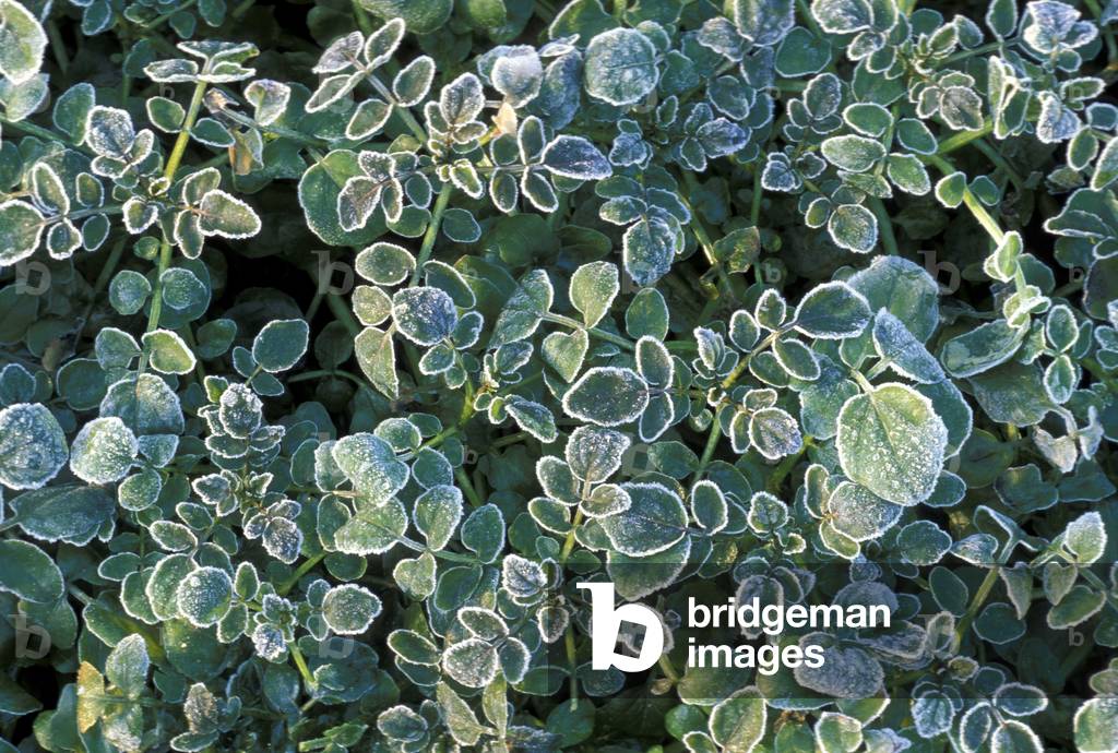 Frost on leaves of watercress, Italy