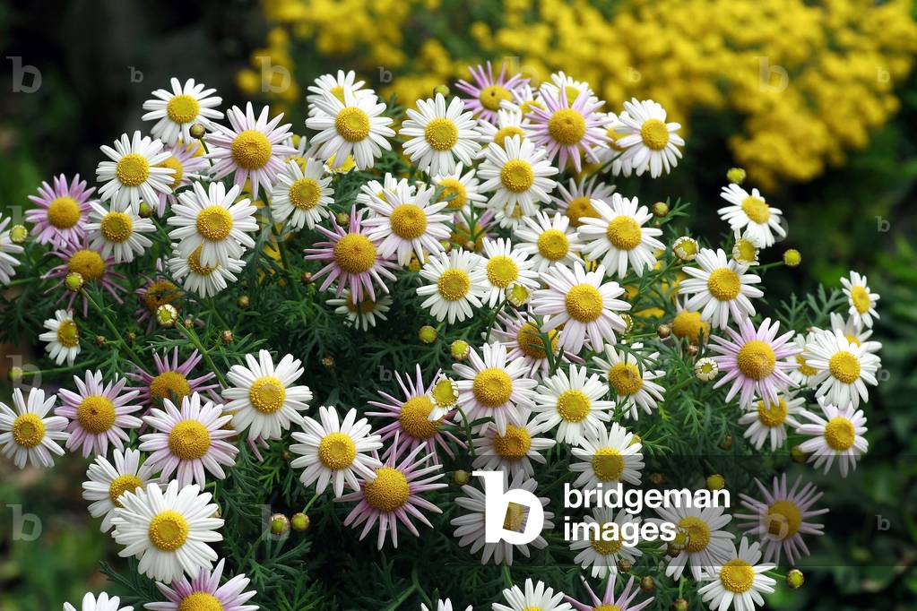 Argyranthemum frutescens