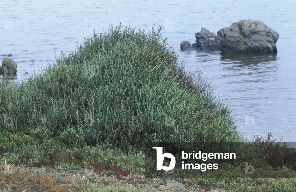 Arthrocnemum Fruticossum, Italy