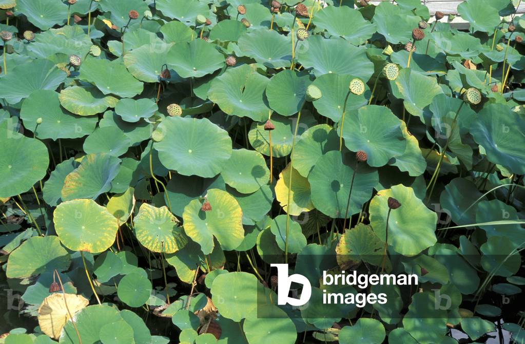 Nelumbo Nucifera