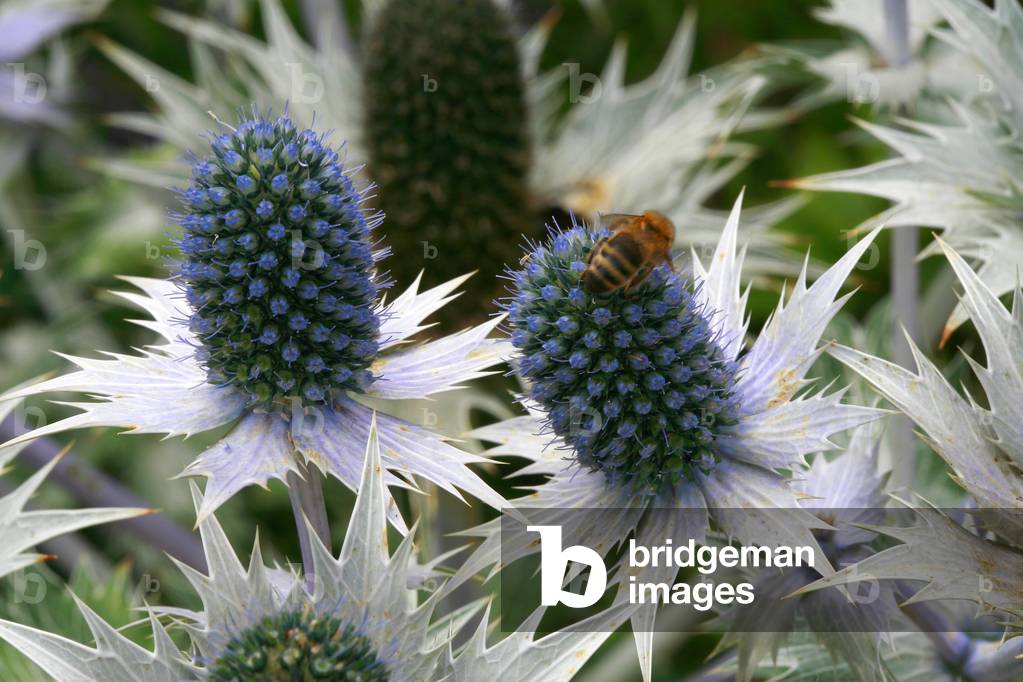 Eryngium giganteum