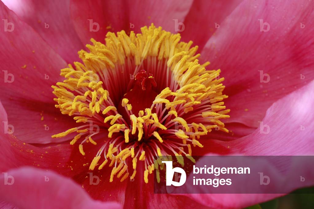 Paeonia “” Mizucage”