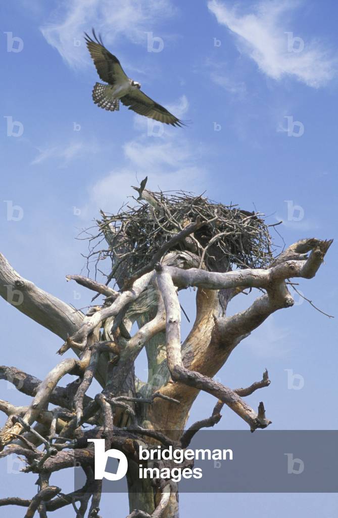 osprey, bull island n.w.r., usa