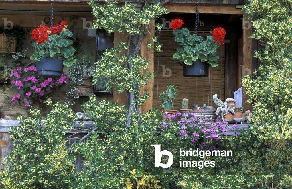 Balcony with Euonymus, Impatiens, Pelargonium, Scaevola and Cactus