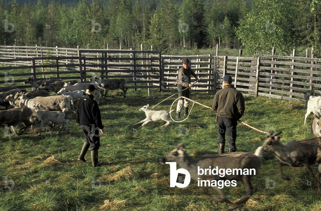 Marking reindeers, Palviselka, Lappland, Finland, Europe