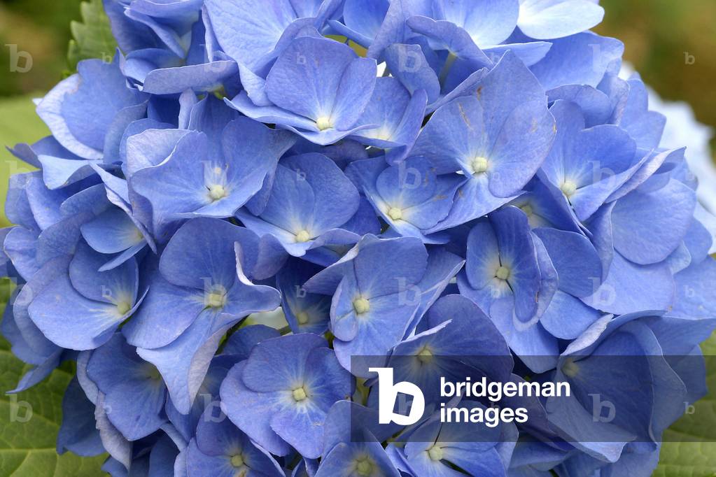 Hydrangea macrophylla, Italy