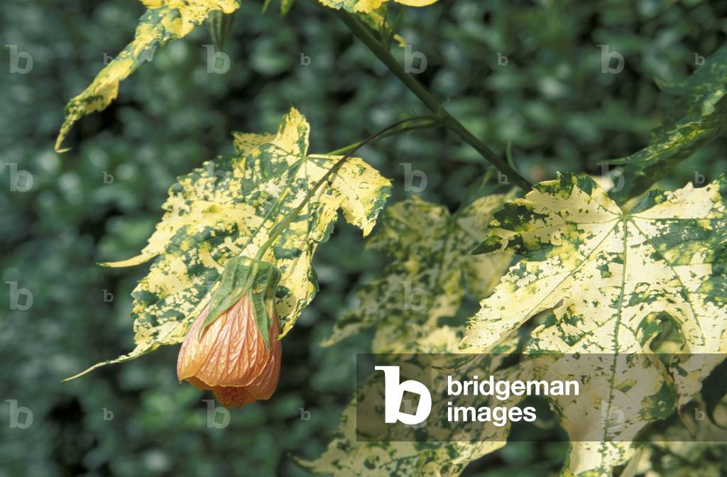 Abutilon pictum “Thompsonii””