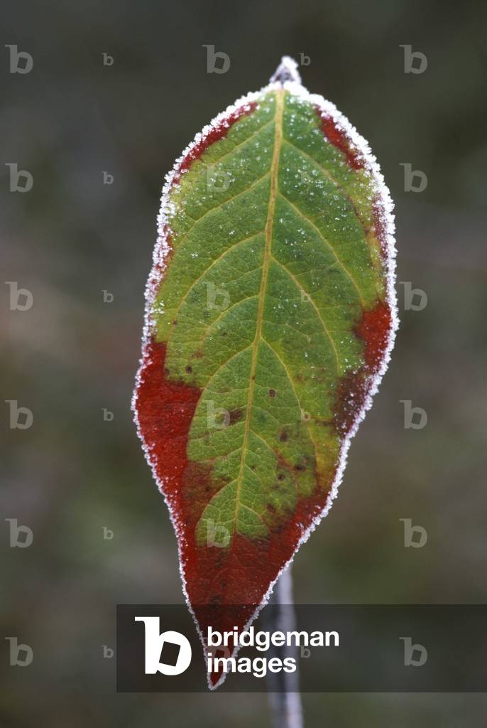 Frost on spindle tree leaf, Italy