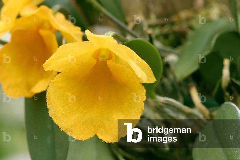 Dendrobium jenkinsii