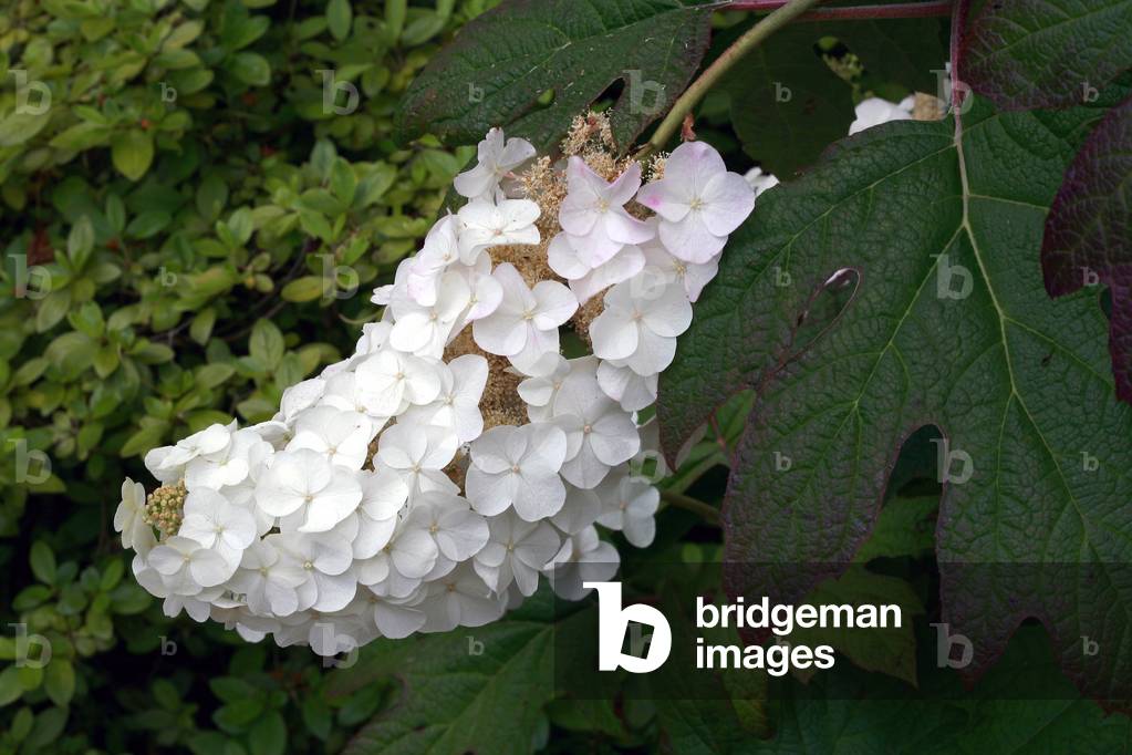 Hortensien quercifolia Schneeflocke