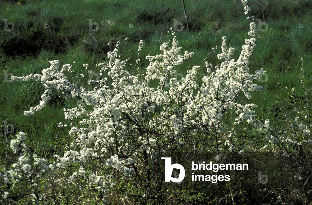 Prunus Spinosa, Italy