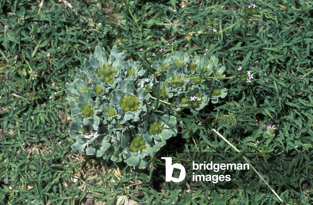 Evax Pygmaea, South Italy, Italy