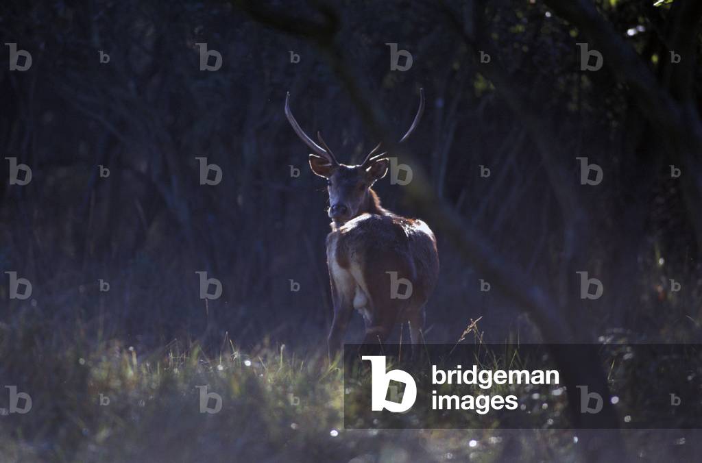 A deer, Bosco della Mesola, Emilia-Romagna, Italy