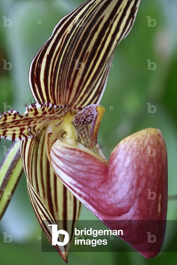 Paphiopedilum rothschildianum