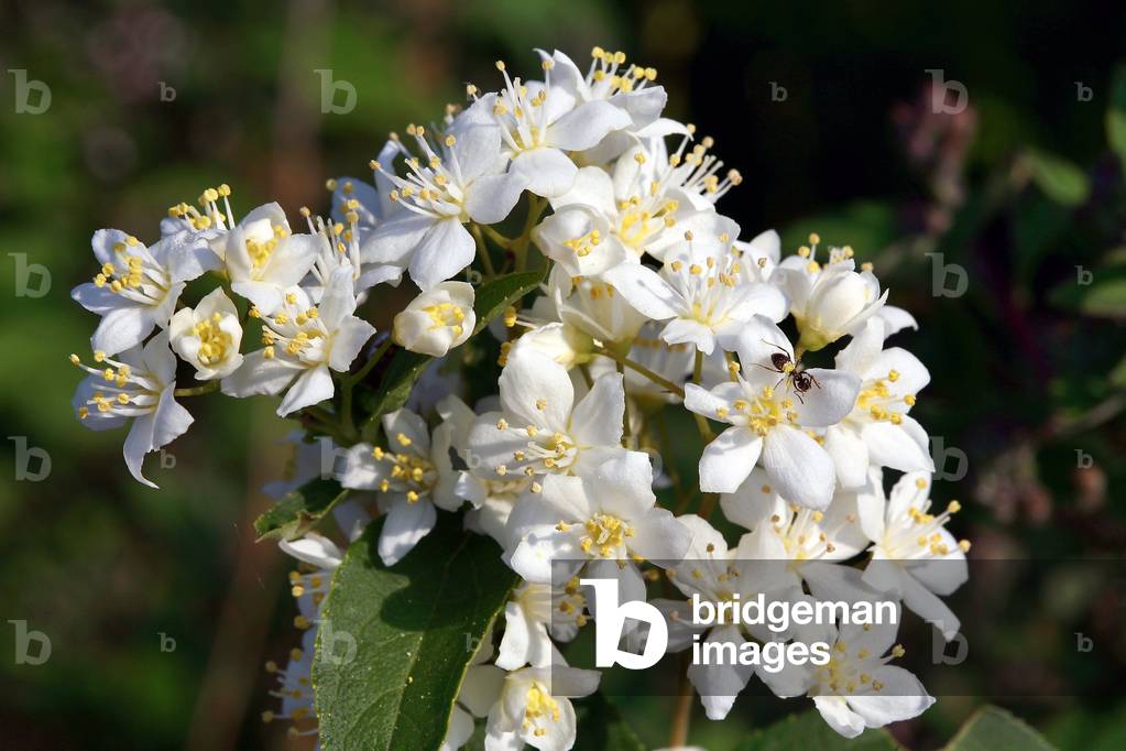 Deutzia hybrida