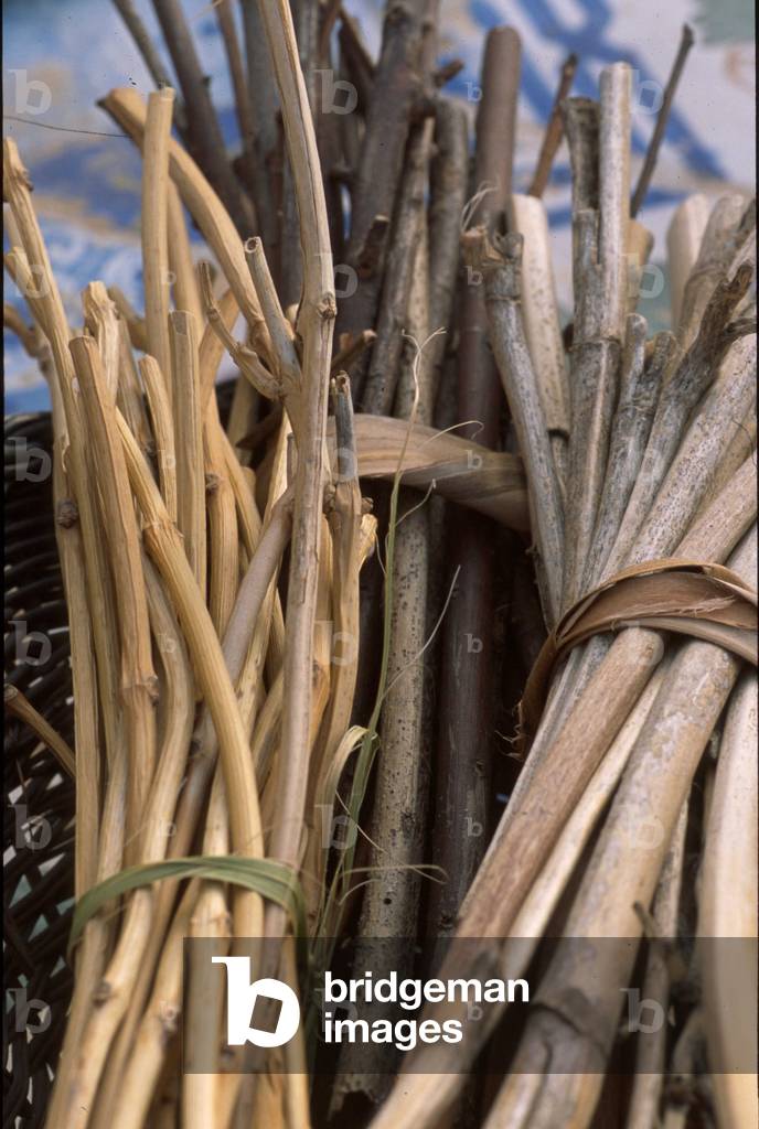 Palm wood, Trapani, Sicily, Italy