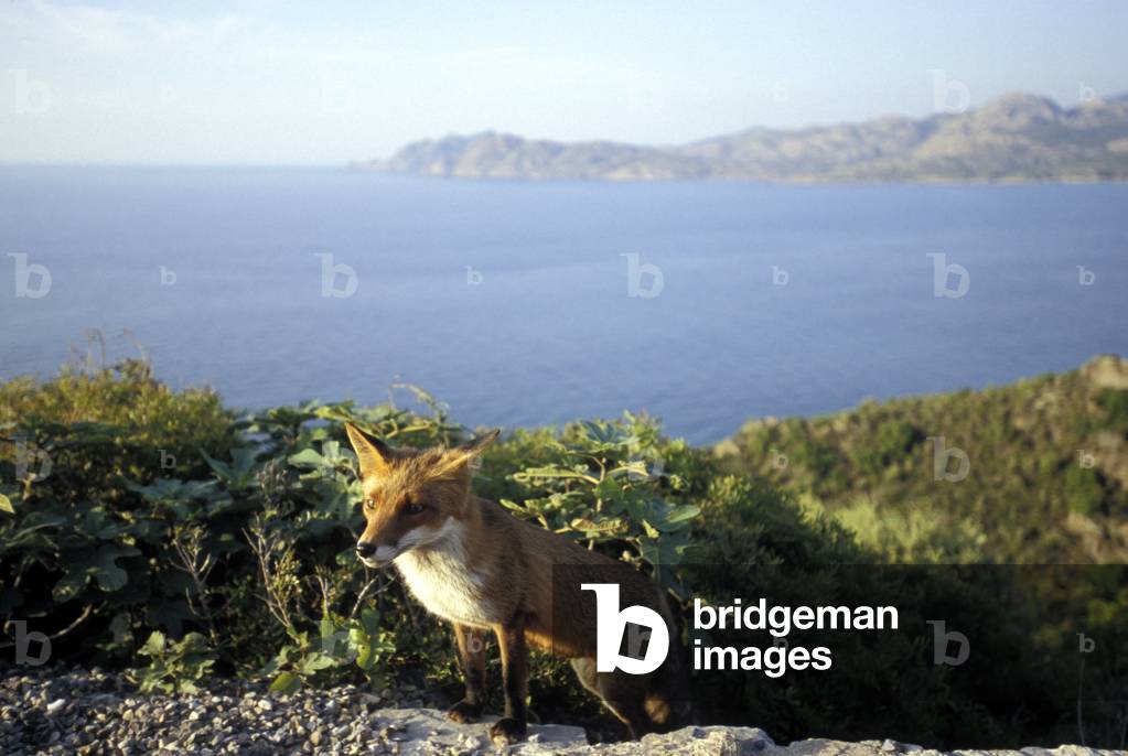 Fox, Italy