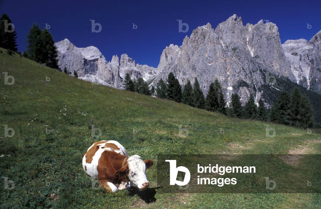 Catinaccio range from Roda di Vael, Trentino Alto-Adige, Italy