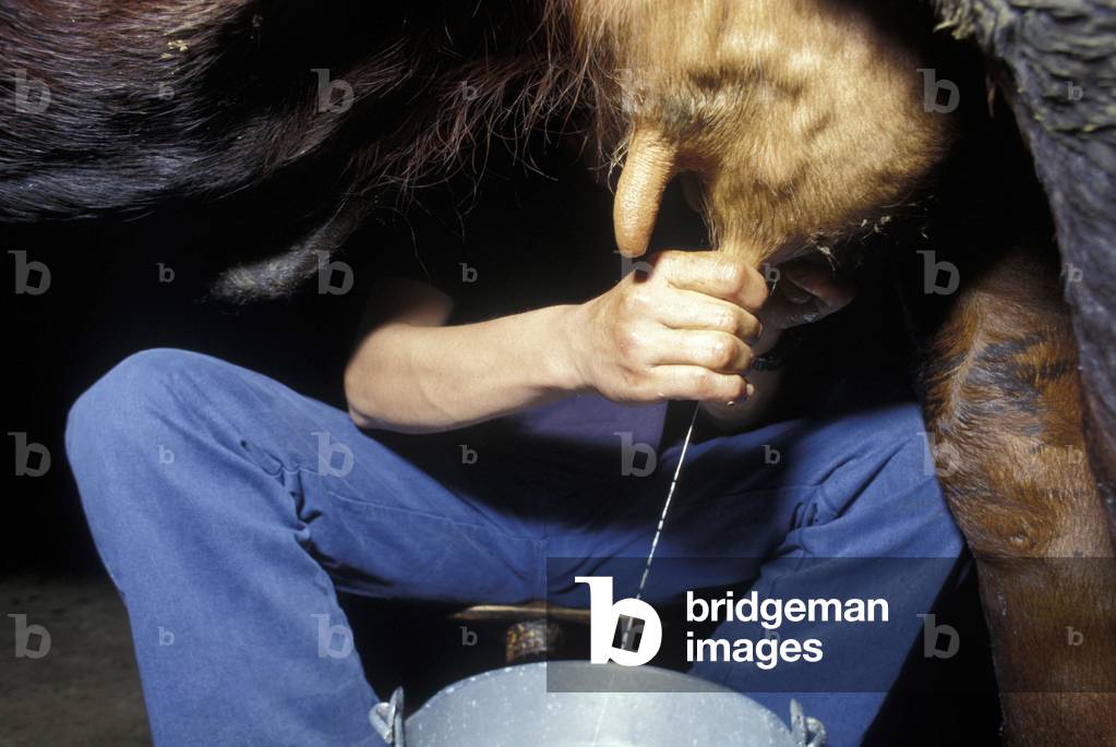 Hand milking, Preparation of Fontina cheese, Valle d'Aosta, Italy