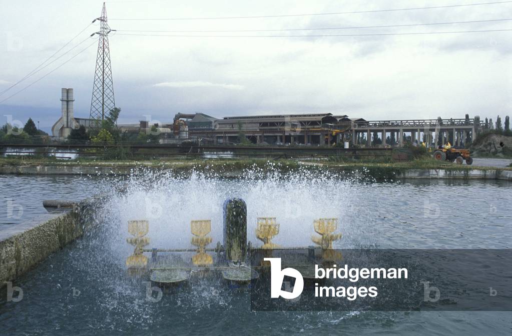 Sturgeons breeding, Calvisano, Lombardy, Italy