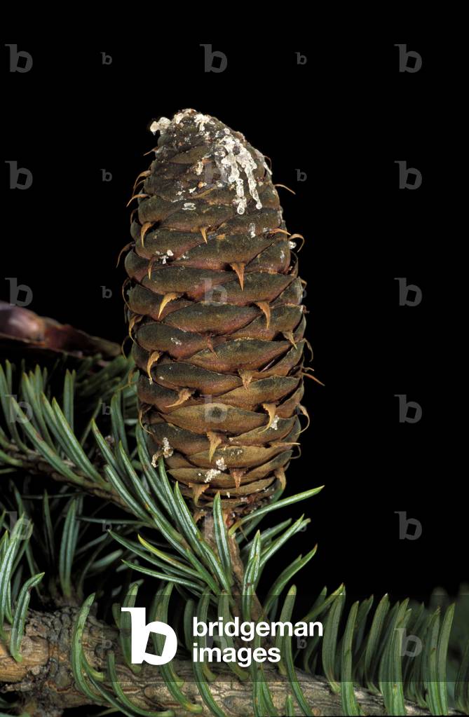 Abies Alba, Fir, Italy