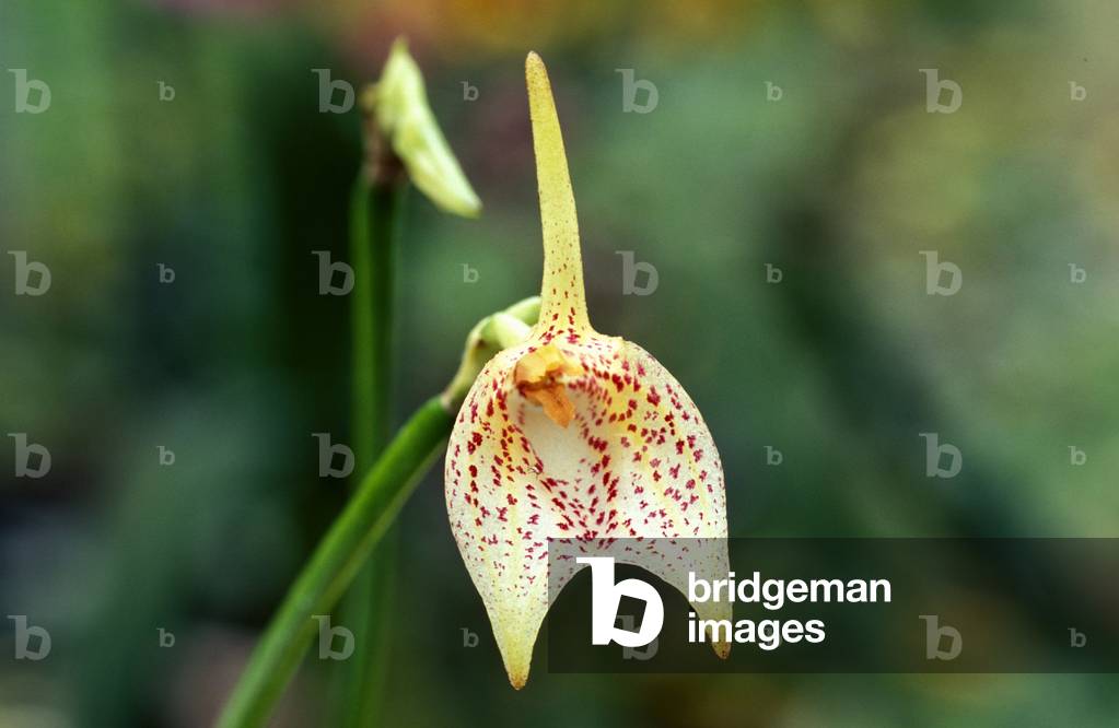 Masdevallia Guttulata