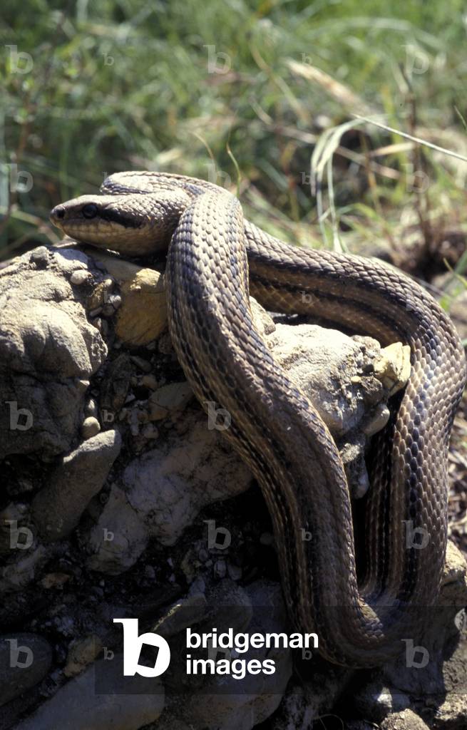 Four-lined snake, Italy