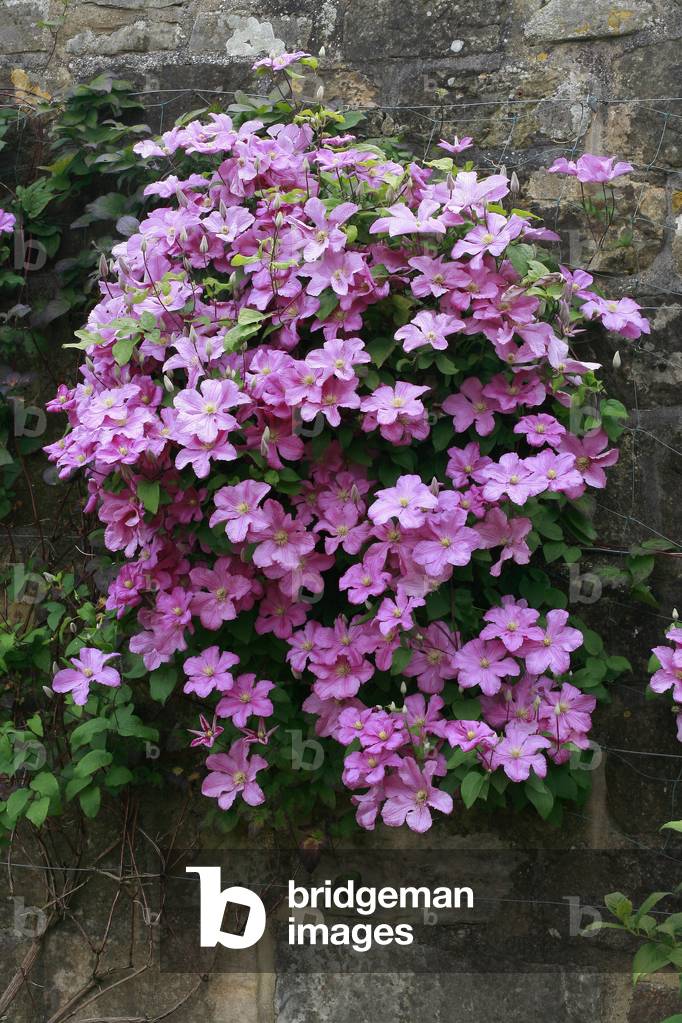 Clematis Countess of Bouchard