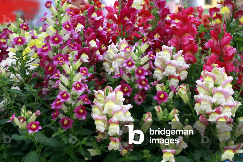 Antirrhinum majus “” Diana””