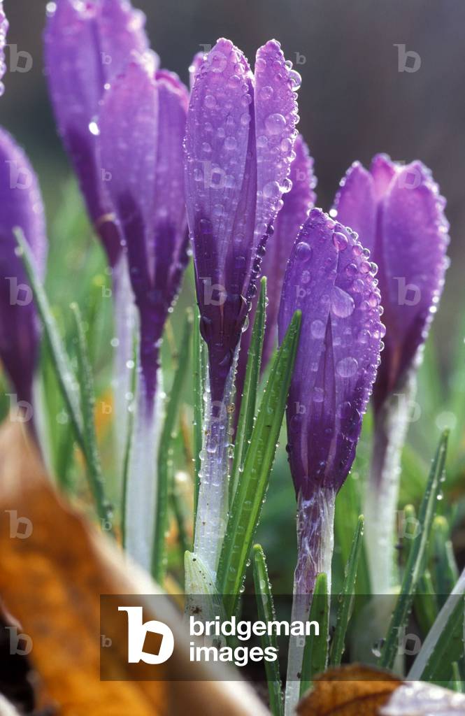 Crocus Vernus, North Italy, Italy