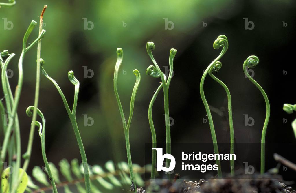 North Asplenium, Fern, Italy