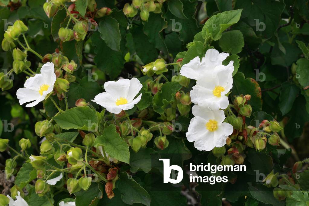 Cistus populifolius