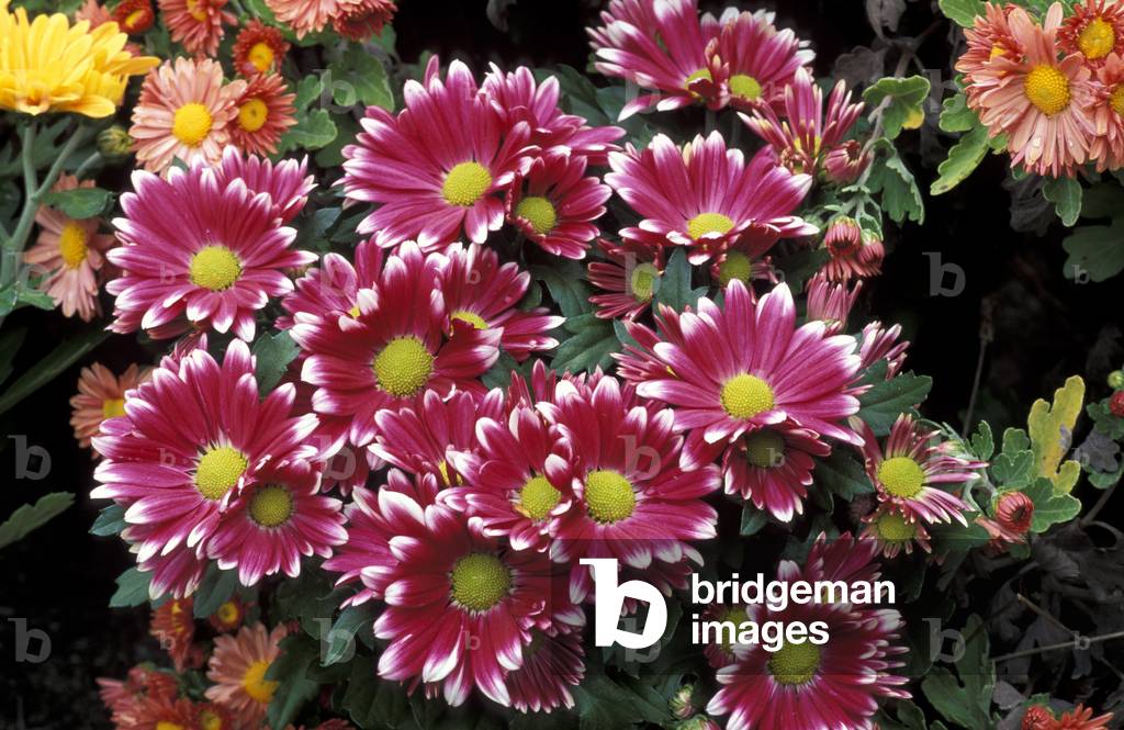 Chrysanthemum, ibrido