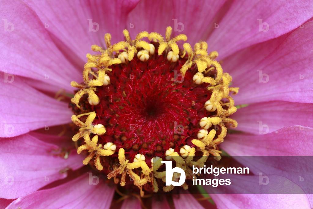 Zinnia elegans “” Dreamland”