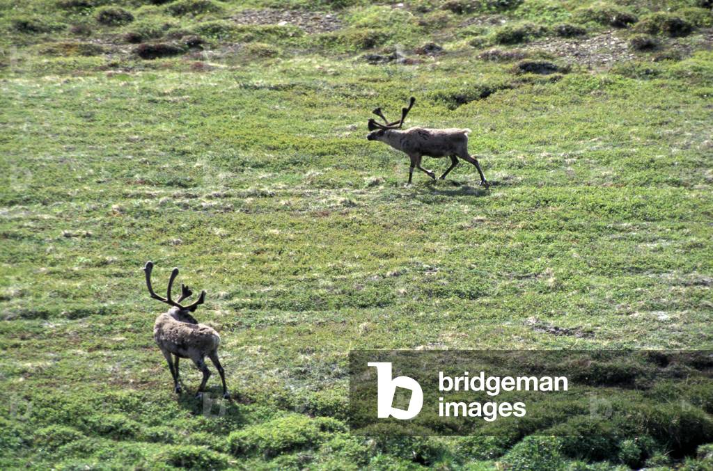 Elk, Denali national park, Alaska, United States of America, North America