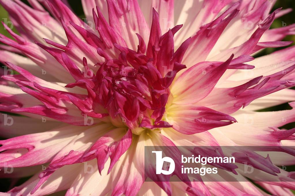 Dahlia “” Annemarie””