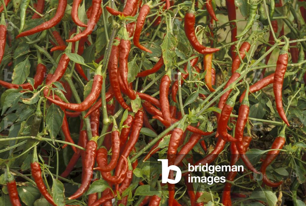 Hot pepper, South Italy, Italy