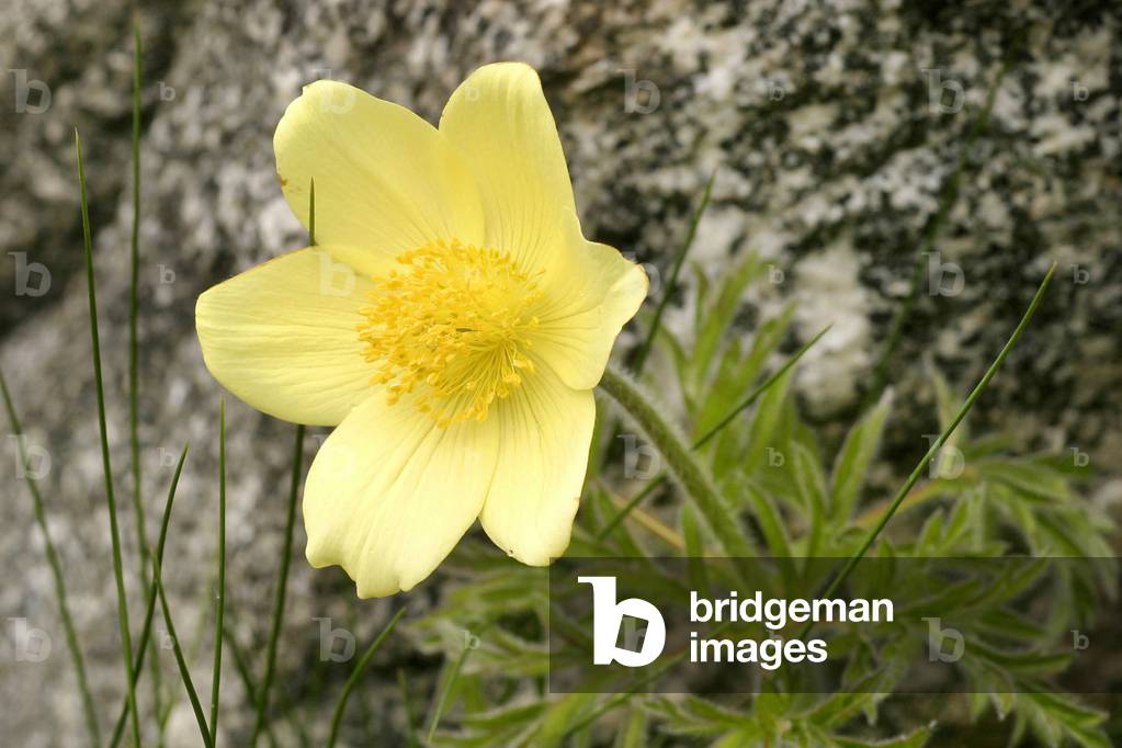 Pulsatilla alpina, Italy