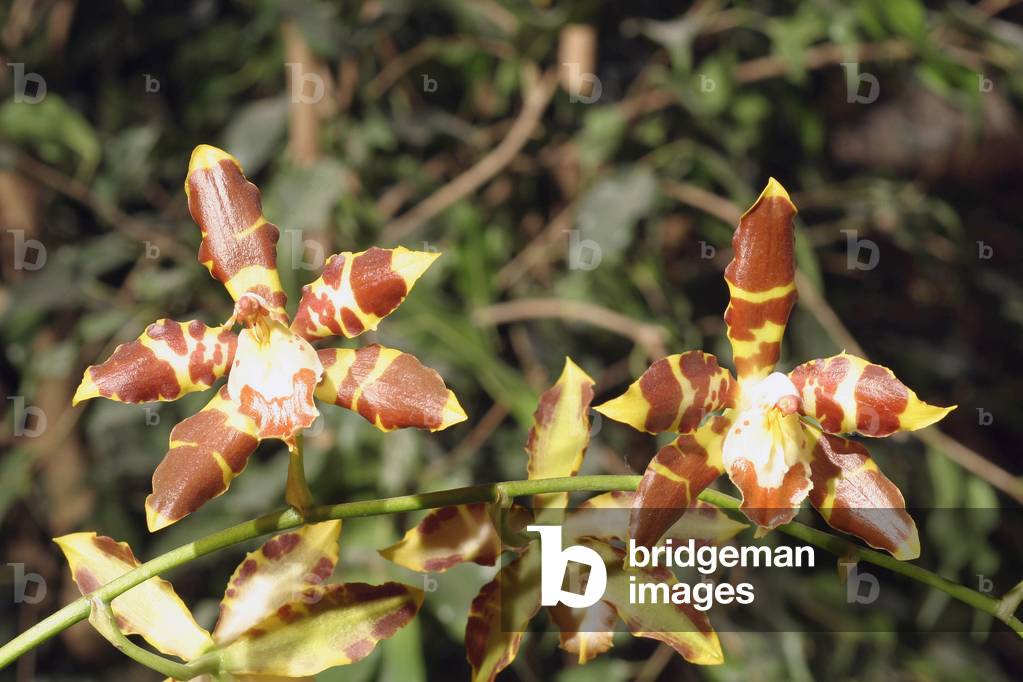 Odontoglossum spetatissimum