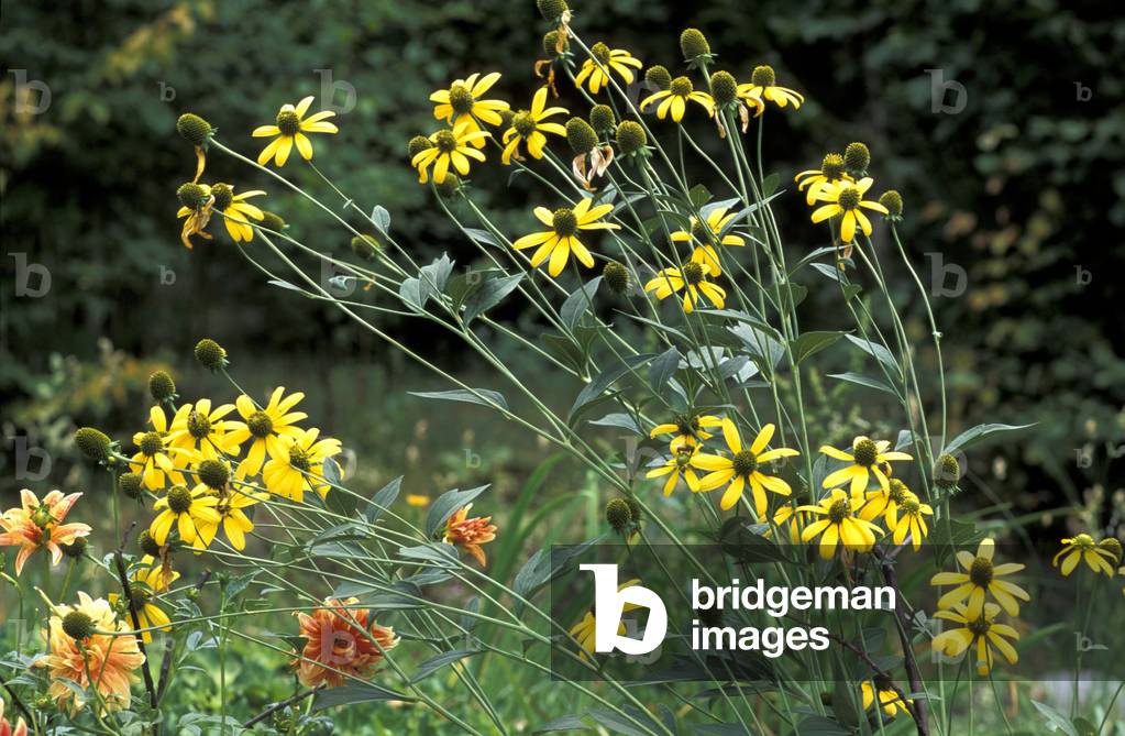 Rudbeckia laciniata