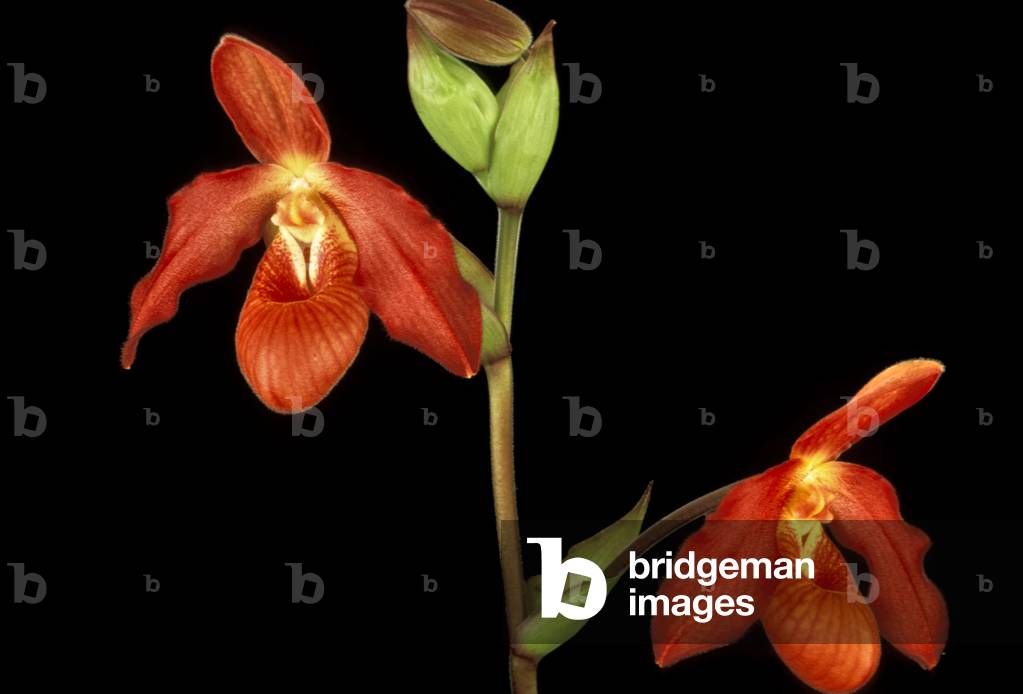 Phragmipedium “” Mem. Dick Clemens.