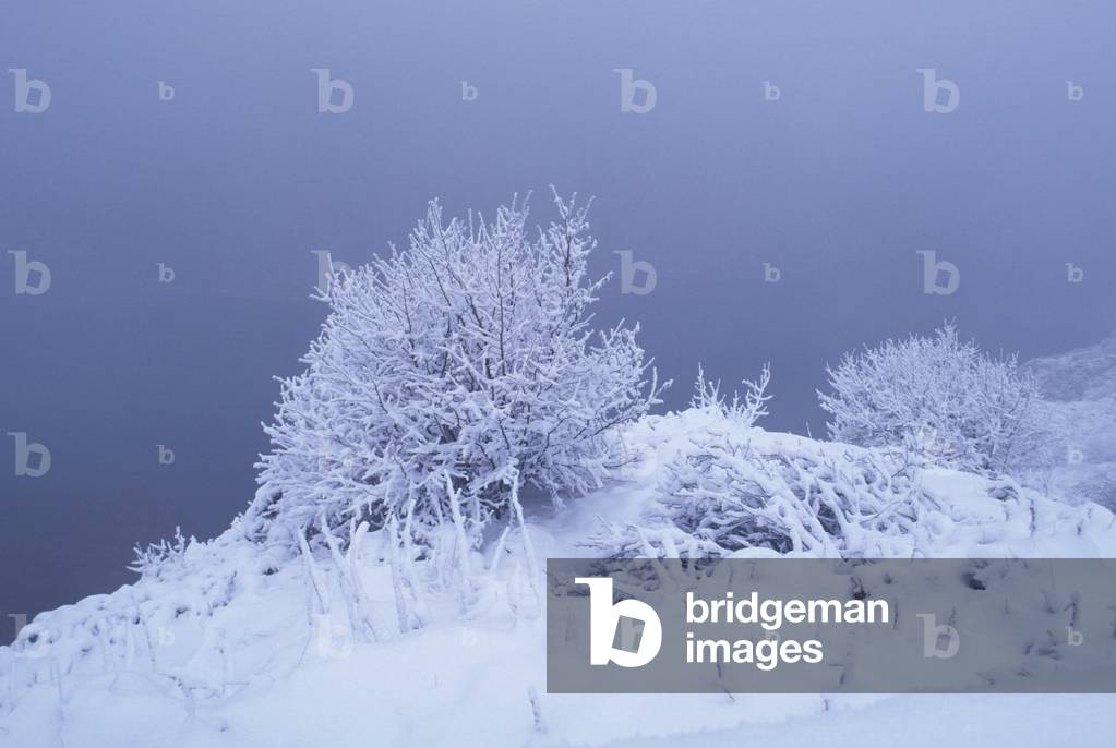 Image de Photographie représentant Shrub with snow, b/w