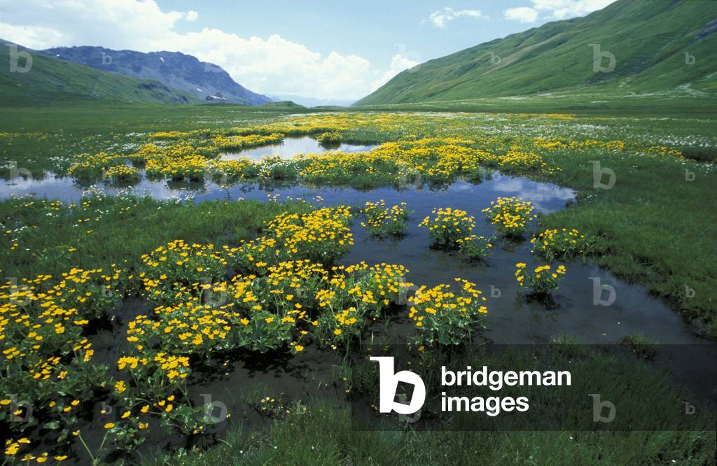 Caltha Palustris, Alpi, Italy