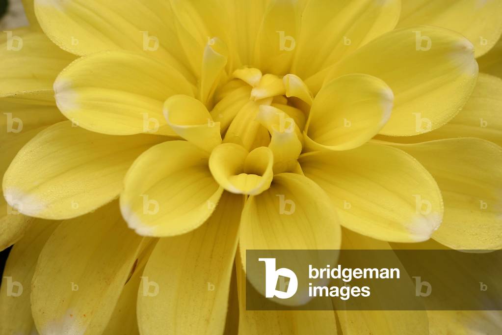 Dahlia “” Lemon Cane””