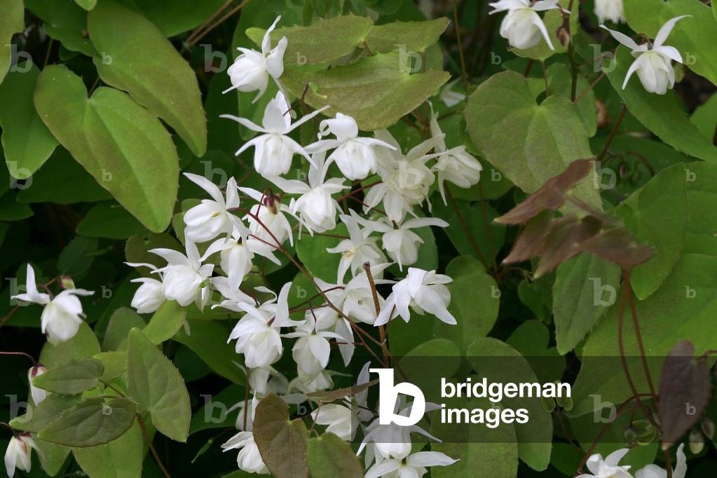 Epimedium youngianum Niveum