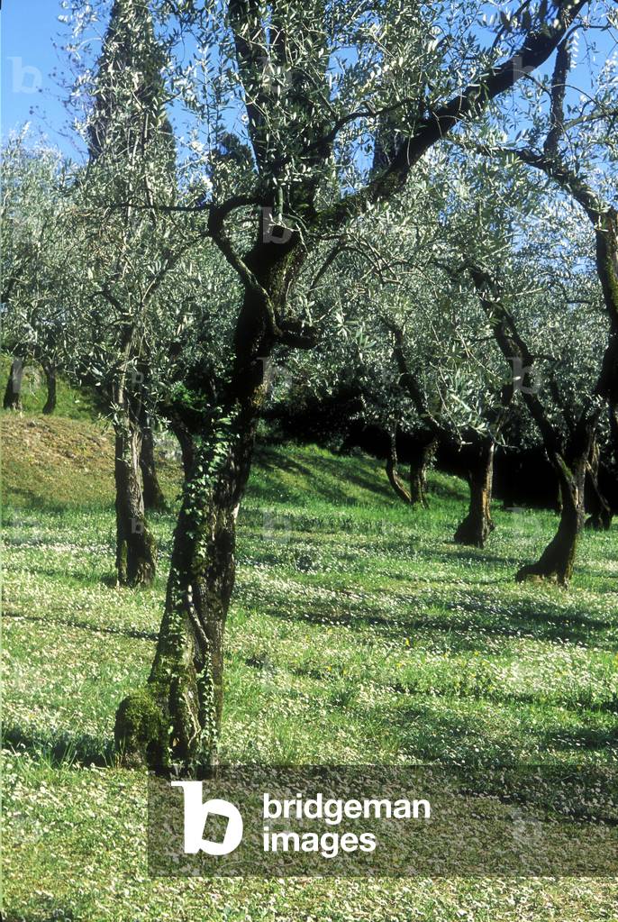 Olive-trees, Baia delle Sirmione, Brescia, Lombardy, Italy.