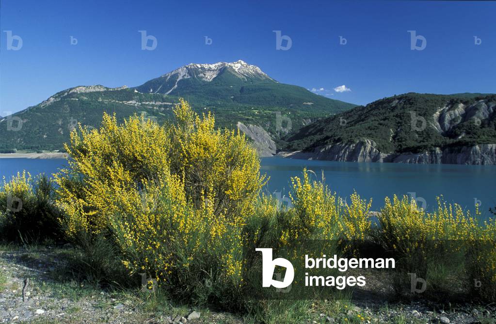 Cytisus Scoparius, Broom, Italy