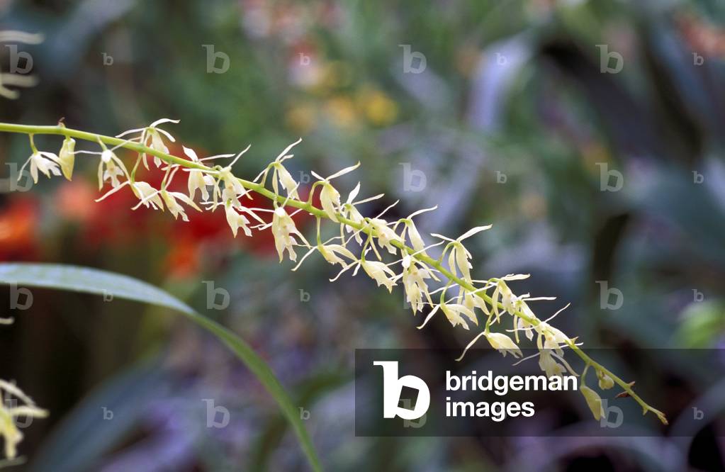 Epidendrum Sobpurum