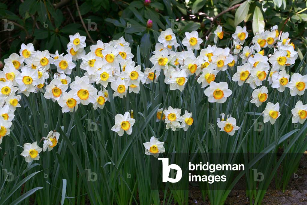 Narcissus April Queen