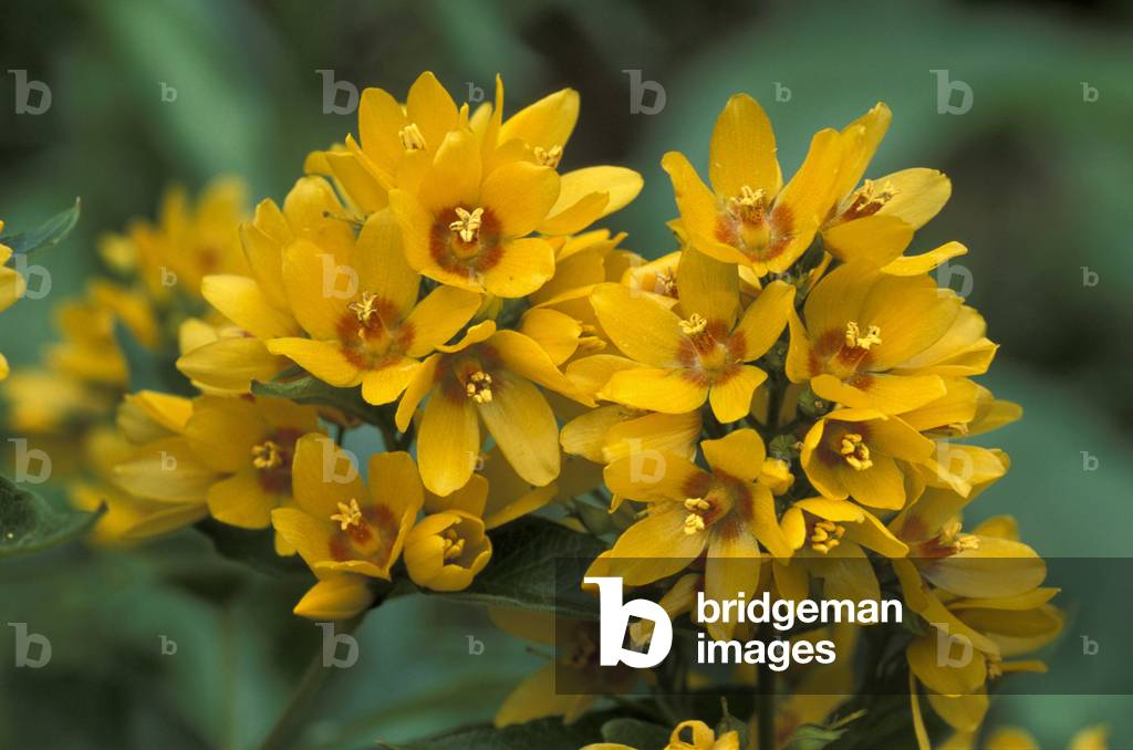 Lysimachia Nummularia, North Italy, Italy